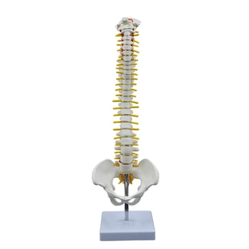 17,7 Инчов Модел на човешкото гръбначния Стълб за Изучаване на анатомията и Образователни използване Показва Прешлени Нервите Лумбална Отдел Мъжки Таза
